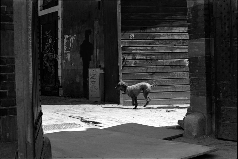 begijnensteeg, amsterdam, hondje, straat, fotografie, graffiti, jaren, 80