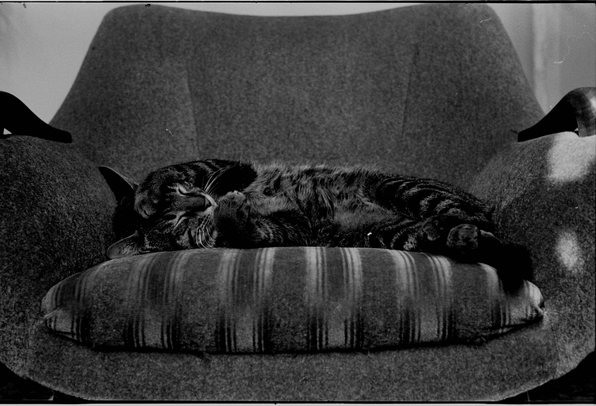 poes, bank, judocus, foto, jaren, 80, amsterdam